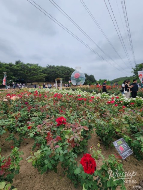 Discovering the Beauty of Ulsan Grand Park Rose Garden in Spring_11
