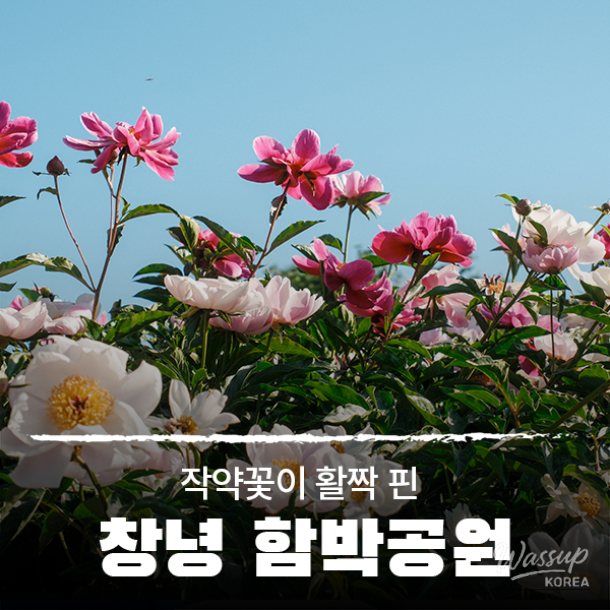Exploring Changnyeong Hambak Park: A Hidden Gem for Peony Flowers_01