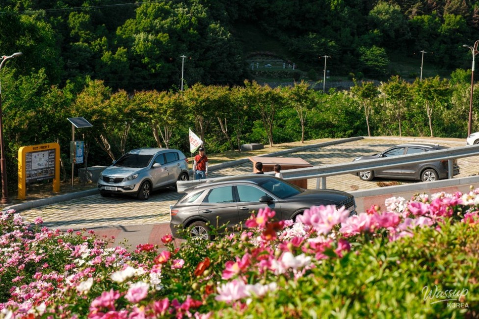 Exploring Changnyeong Hambak Park: A Hidden Gem for Peony Flowers_05
