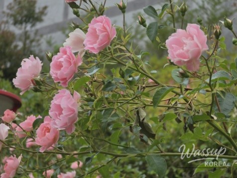 Exploring the Rose Gardens of Ilgwang New Town_03