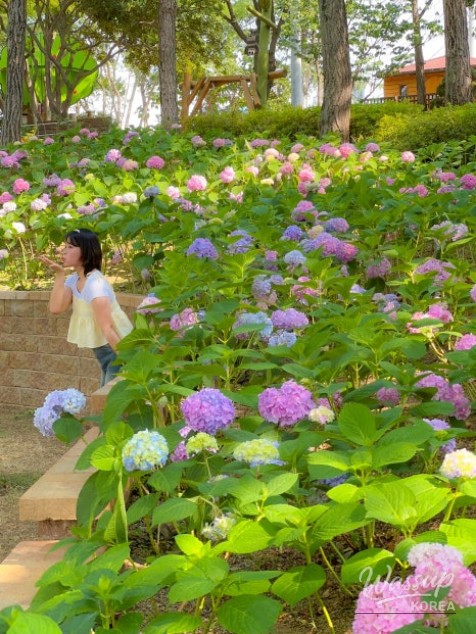 Discovering Daegu's Nature Spots for Early Summer_04