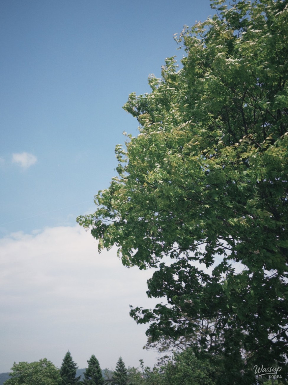 A Family Trip to Gyeongju in May_01