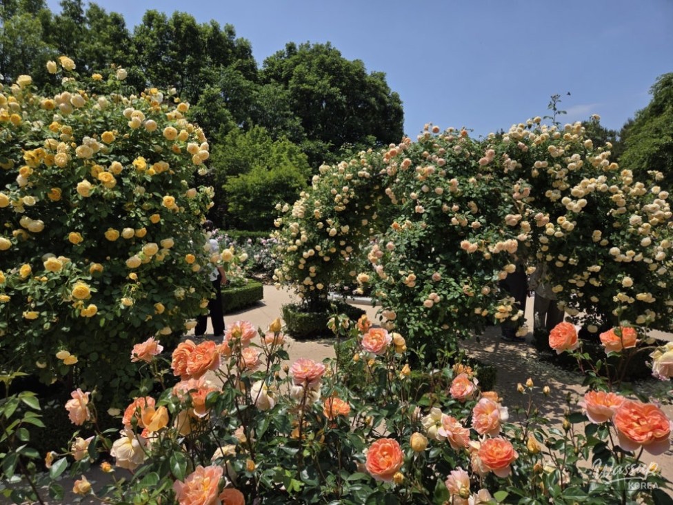 Explore the Free Jeonju Arboretum in the Heart of the City_02