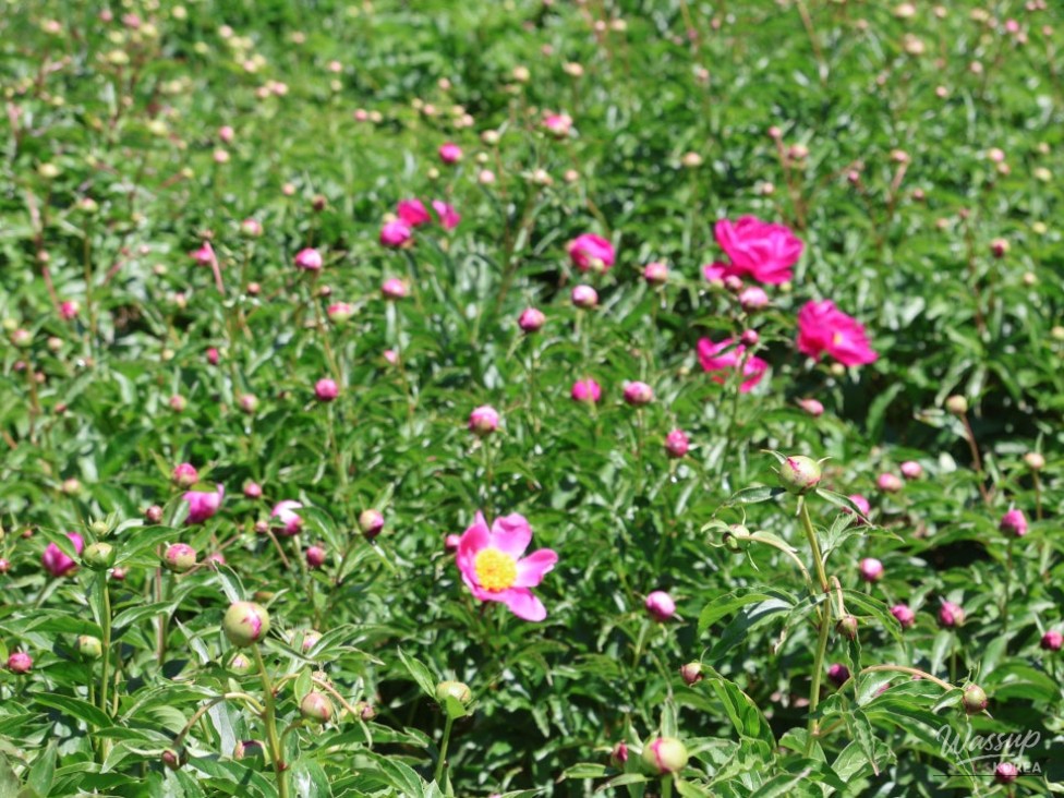Must-Visit: Imshil Bungeoseom Ecological Park in Spring_13