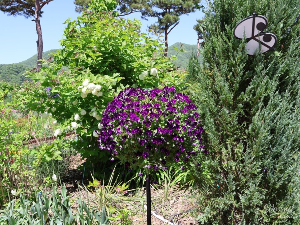 Must-Visit: Imshil Bungeoseom Ecological Park in Spring_07