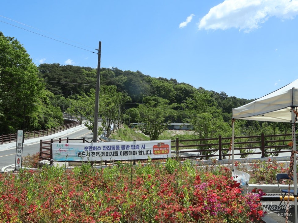 Must-Visit: Imshil Bungeoseom Ecological Park in Spring_02