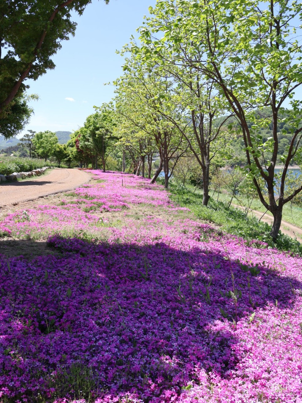 Must-Visit: Imshil Bungeoseom Ecological Park in Spring_12