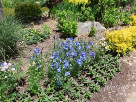 Must-Visit: Imshil Bungeoseom Ecological Park in Spring_11
