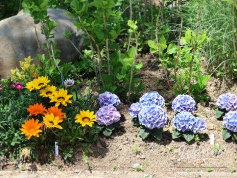 Must-Visit: Imshil Bungeoseom Ecological Park in Spring_10