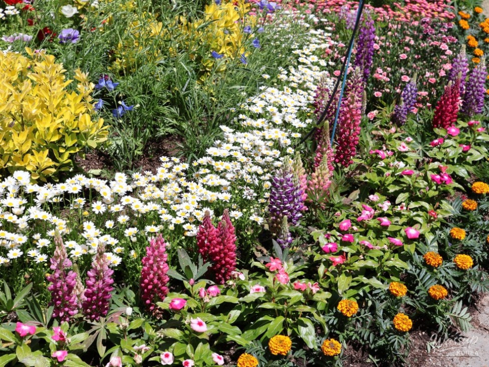 Must-Visit: Imshil Bungeoseom Ecological Park in Spring_15