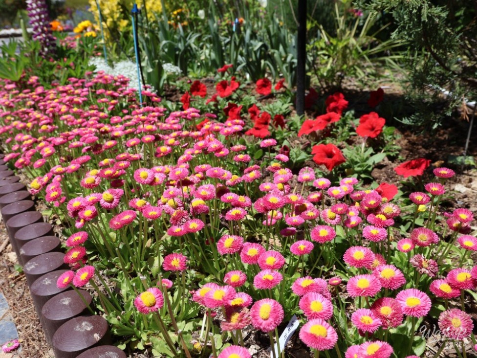 Must-Visit: Imshil Bungeoseom Ecological Park in Spring_08