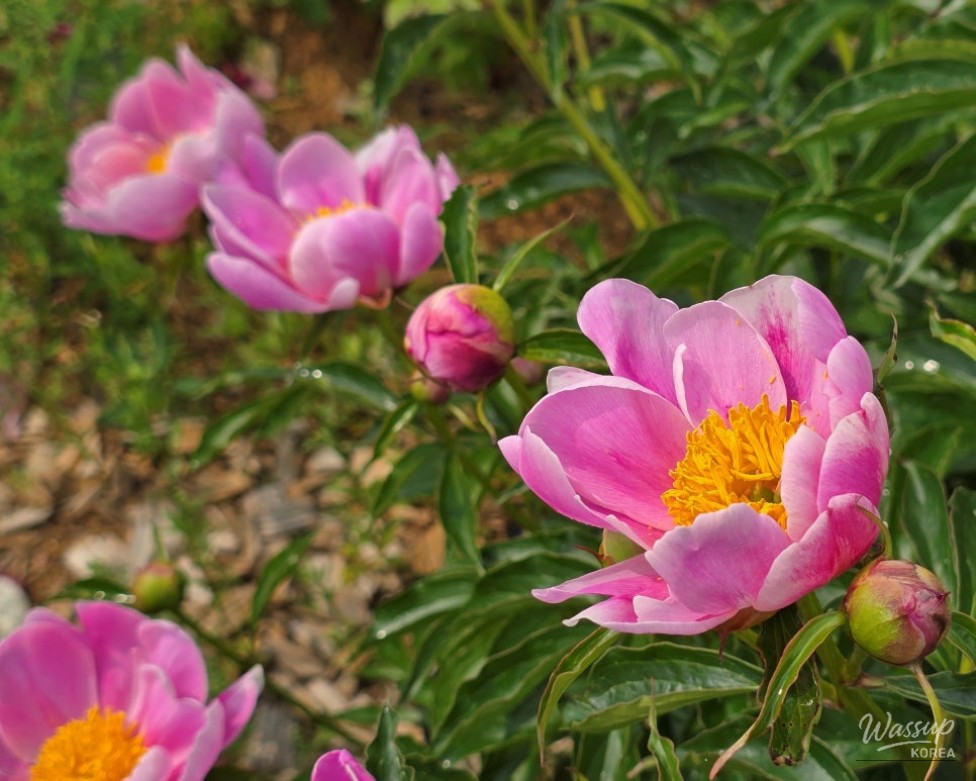 Exploring the Beauty of Jomun-guk Historic Site in May_04