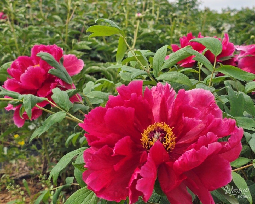 Exploring the Beauty of Jomun-guk Historic Site in May_05