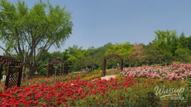 Exploring the Beauty of Yeonsu-gu Rose Park in May_01