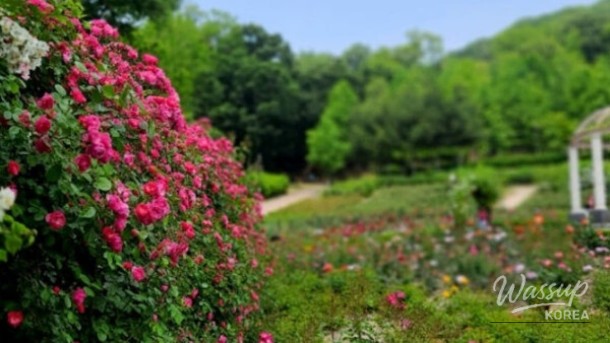 Exploring the Beauty of Yeonsu-gu Rose Park in May_03