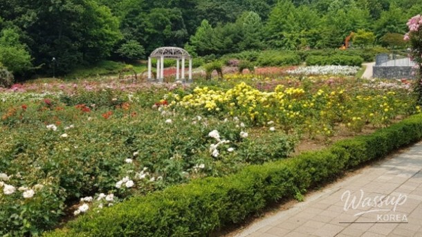 Exploring the Beauty of Yeonsu-gu Rose Park in May_04