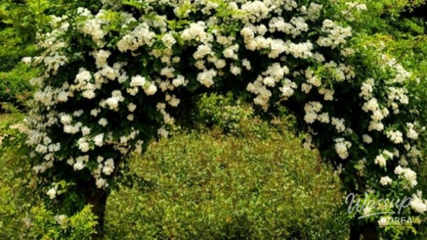Exploring the Beauty of Yeonsu-gu Rose Park in May_02