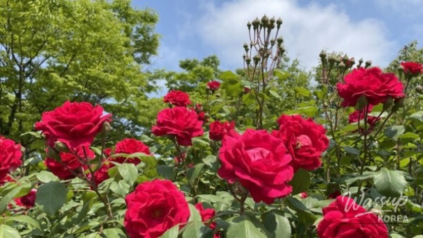 Exploring the Beauty of Yeonsu-gu Rose Park in May_05
