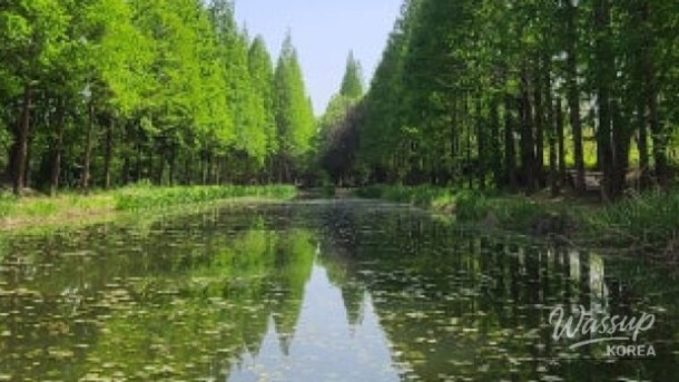 Discovering the Gyeongbuk Millennium Forest Garden: A Hidden Oasis_05