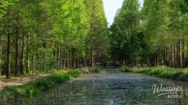 Discovering the Gyeongbuk Millennium Forest Garden: A Hidden Oasis_02