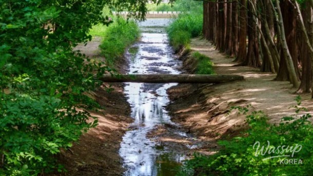 Discovering the Gyeongbuk Millennium Forest Garden: A Hidden Oasis_01