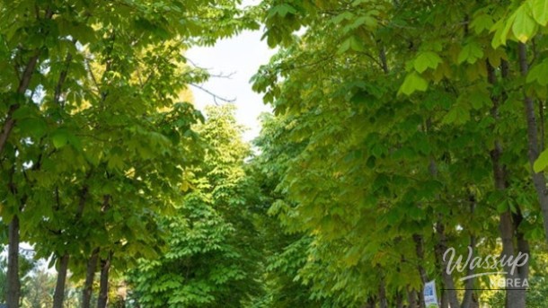 Discovering the Gyeongbuk Millennium Forest Garden: A Hidden Oasis_04