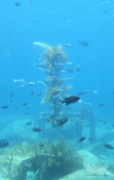 Explore the Underwater Observatory in Ulleungdo: A Perfect Family Destination_03