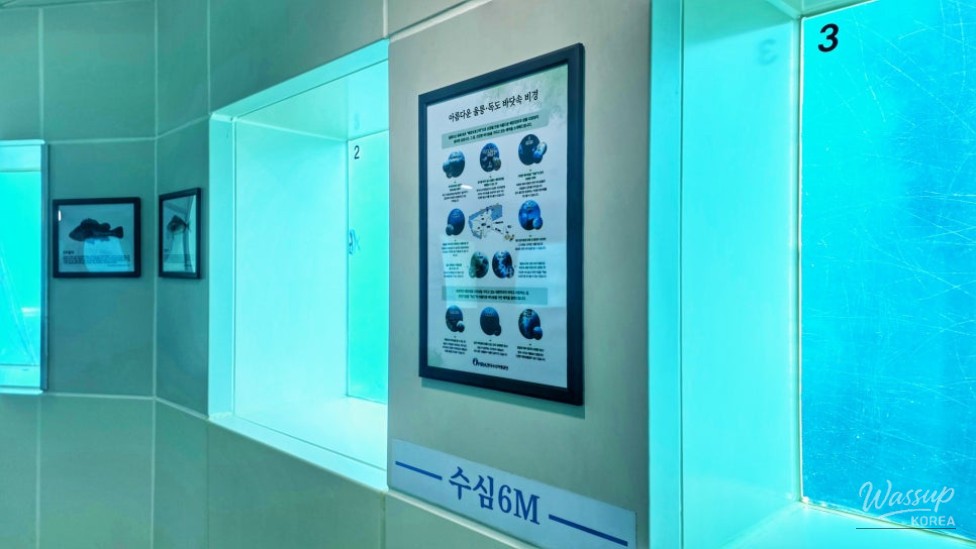 Explore the Underwater Observatory in Ulleungdo: A Perfect Family Destination_06