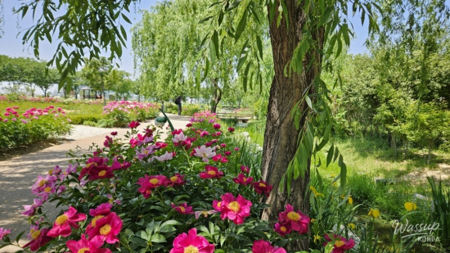 Unique Silent Yoga Experience at Changpo Garden in Geochang_13