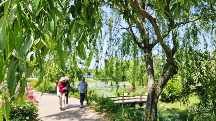 Unique Silent Yoga Experience at Changpo Garden in Geochang_12