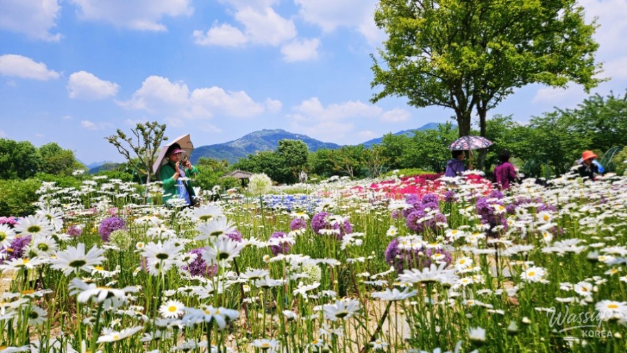 Unique Silent Yoga Experience at Changpo Garden in Geochang_01