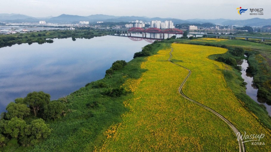 Discover the Beauty of Buyeo in Early Summer_02