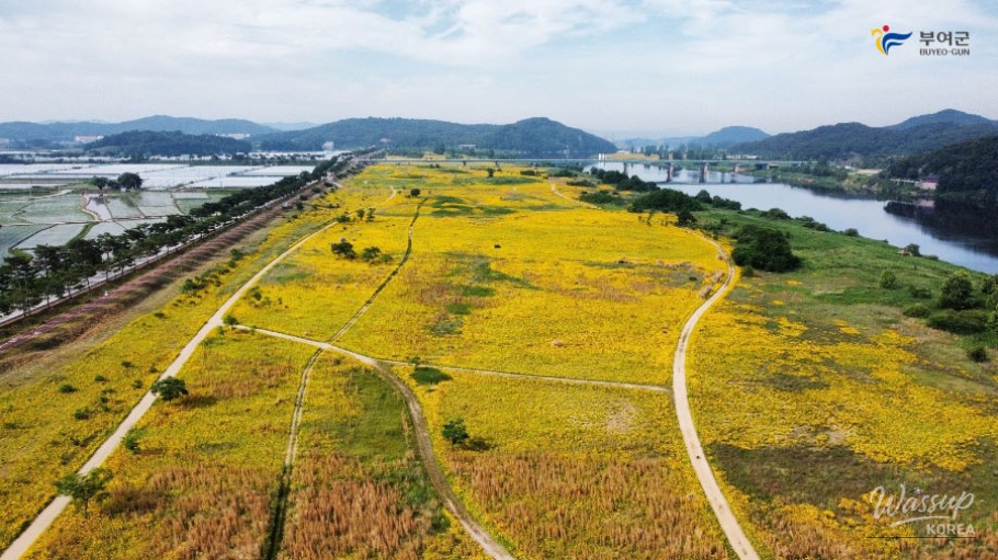 Discover the Beauty of Buyeo in Early Summer_05