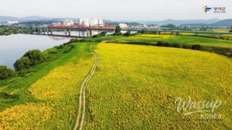 Discover the Beauty of Buyeo in Early Summer_04