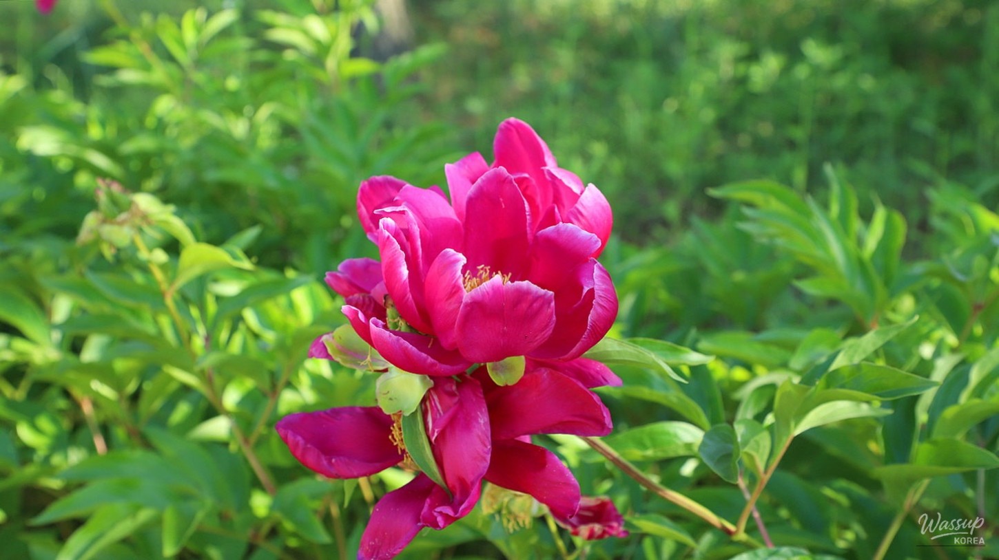 Exploring the National Sejong Arboretum in Early June_05