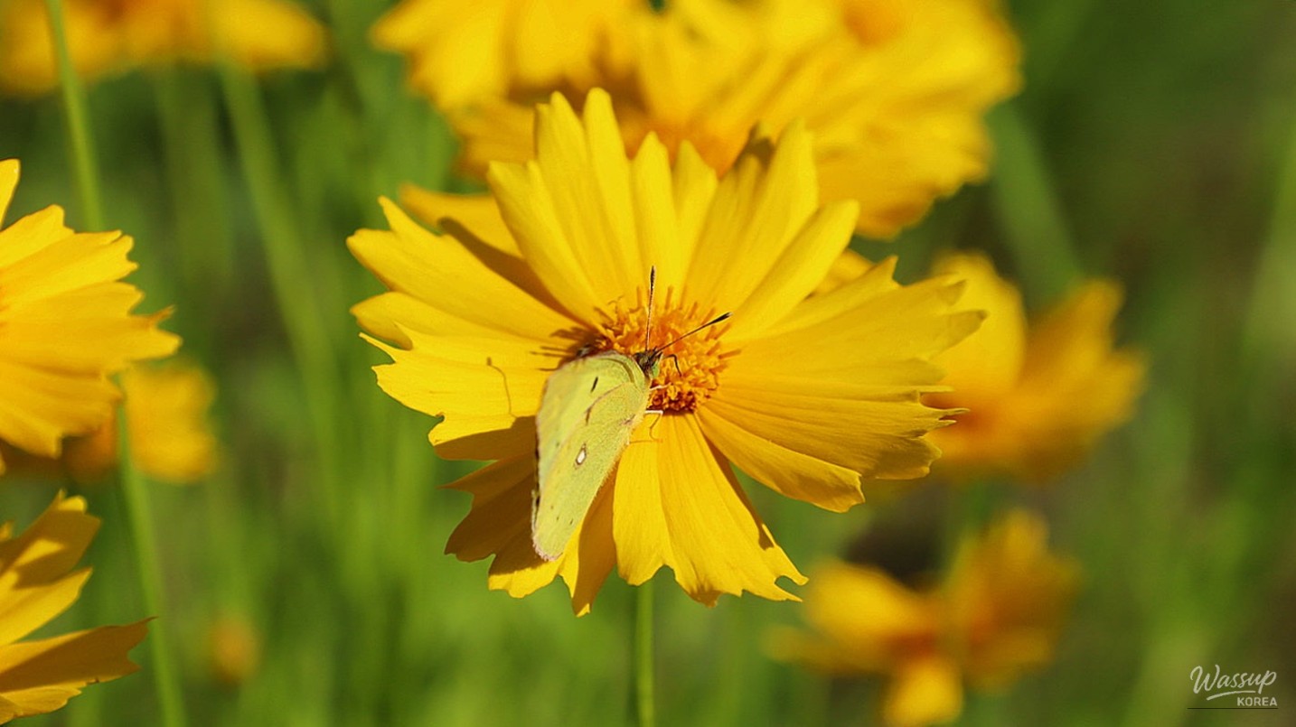 Exploring the National Sejong Arboretum in Early June_04