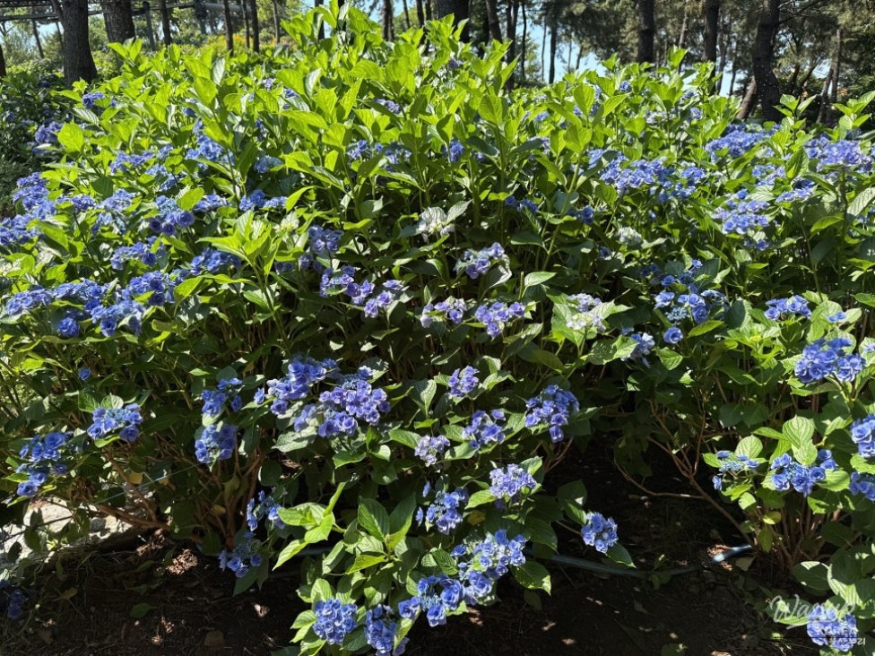Explore the Ulsan Jangsaengpo Hydrangea Festival_11