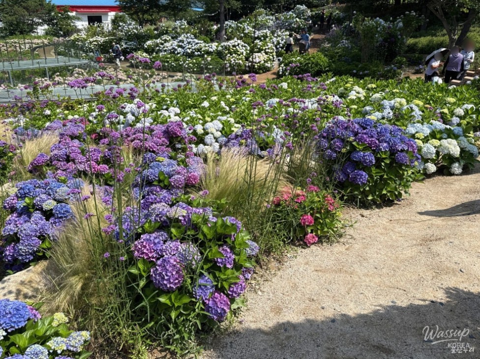 Explore the Ulsan Jangsaengpo Hydrangea Festival_10