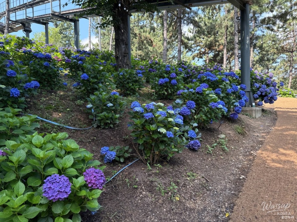 Explore the Ulsan Jangsaengpo Hydrangea Festival_07