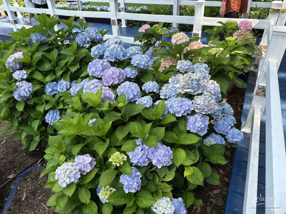 Explore the Ulsan Jangsaengpo Hydrangea Festival_06