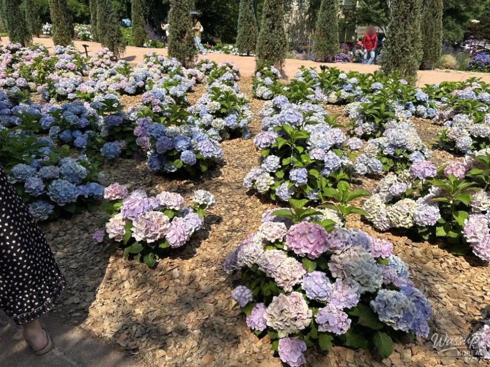 Explore the Ulsan Jangsaengpo Hydrangea Festival_09
