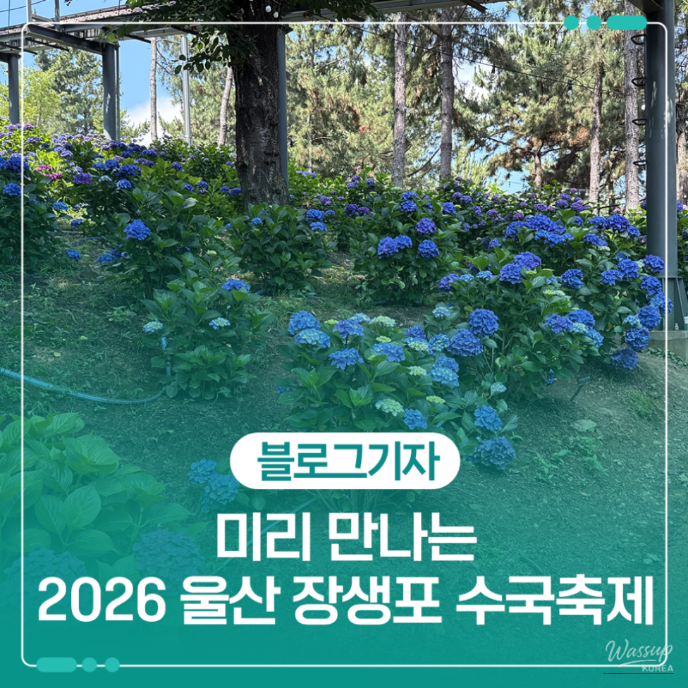 Explore the Ulsan Jangsaengpo Hydrangea Festival_01