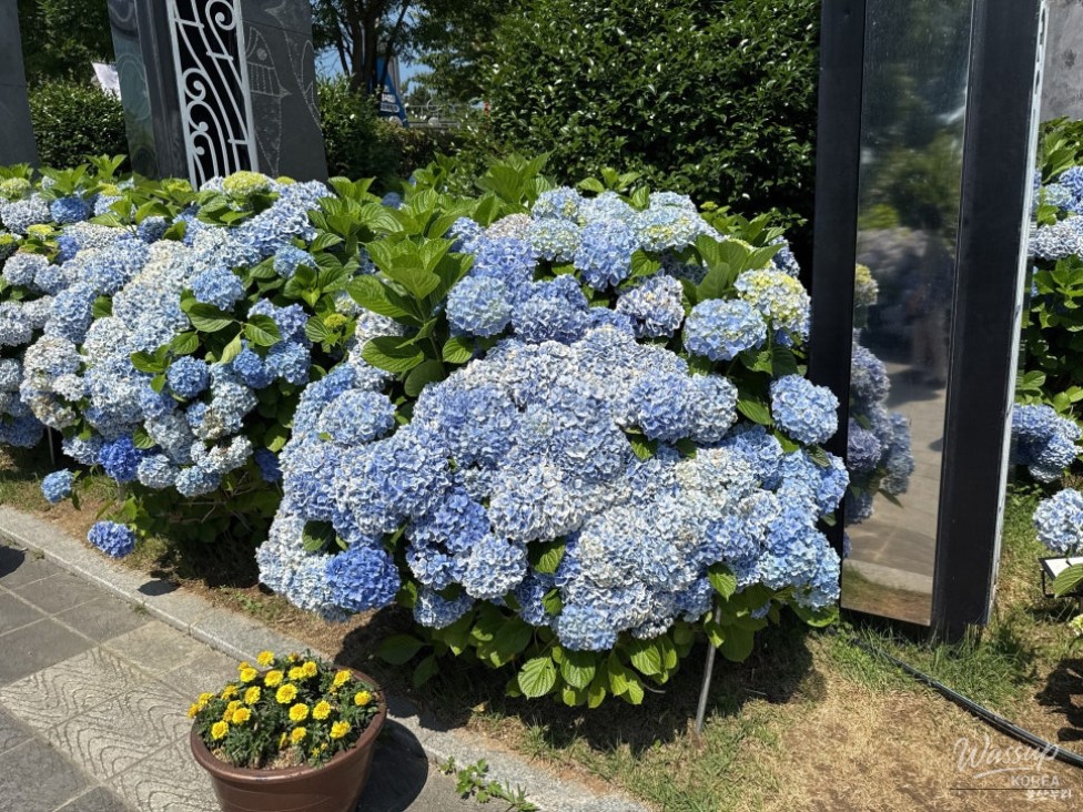 Explore the Ulsan Jangsaengpo Hydrangea Festival_03
