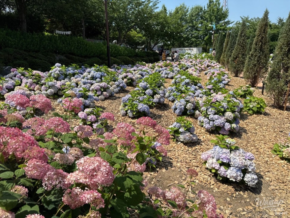 Explore the Ulsan Jangsaengpo Hydrangea Festival_08