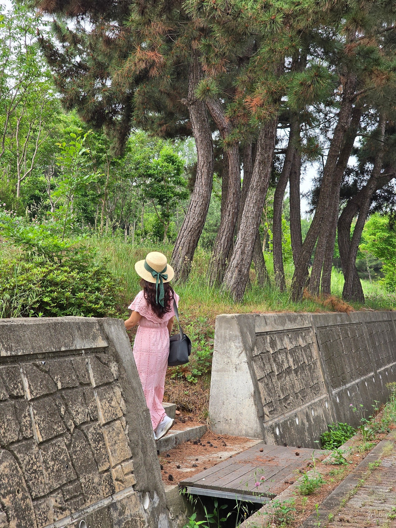 Exploring the Urban Forest of Dangjin City_06