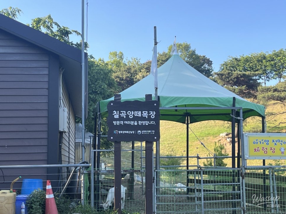 A Family Day at Chilgok Sheep Farm_01