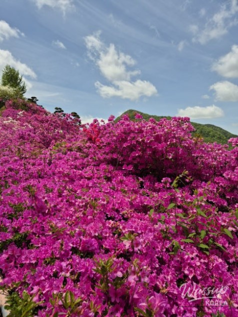 A Weekend Escape to Wanju: A Green Healing Walk_13