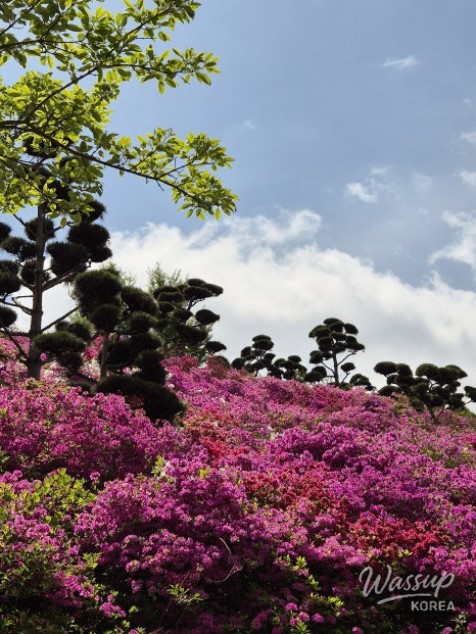 A Weekend Escape to Wanju: A Green Healing Walk_03