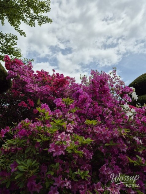 A Weekend Escape to Wanju: A Green Healing Walk_16