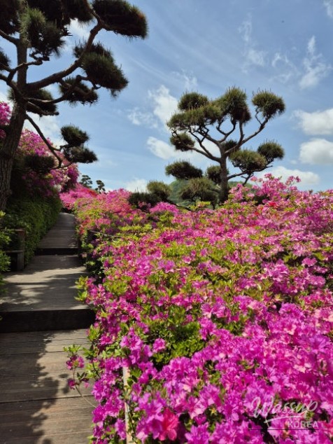 A Weekend Escape to Wanju: A Green Healing Walk_09